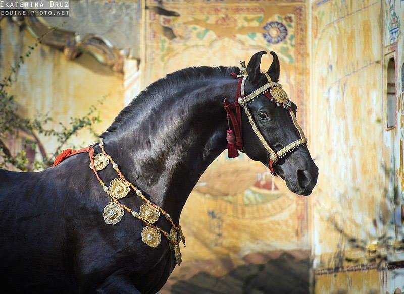 marwari horse breeders usa